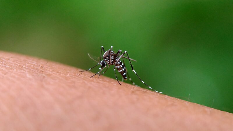 Vacina avança, mas dengue continua pressionando o sistema de saúde no verão