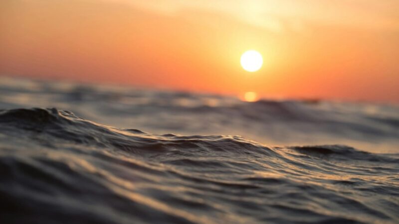 Dia Mundial dos Oceanos alerta sobre a importância desta fonte de biodiversidade