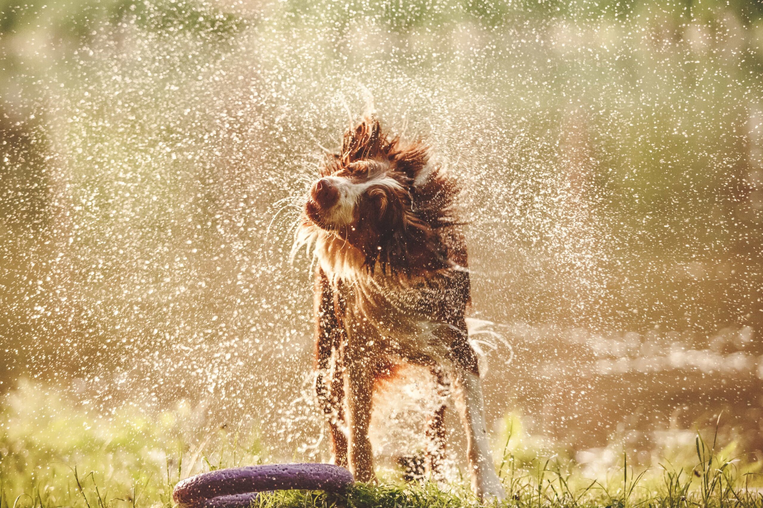 Hidratação e alimentação úmida são opções para amenizar o calor dos pets