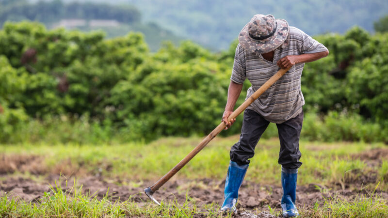 Aposentadoria rural exige regras específicas e comprovação