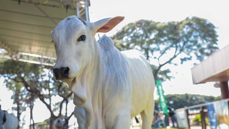Do leite ao corte: Expoingá 2026 destaca evolução da pecuária brasileira