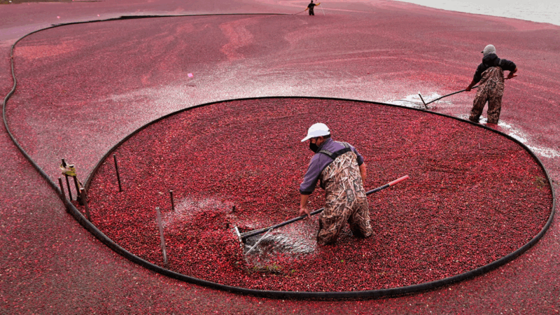 Aliado contra a infecção urinária, o cranberry começa a ganhar espaço no Brasil