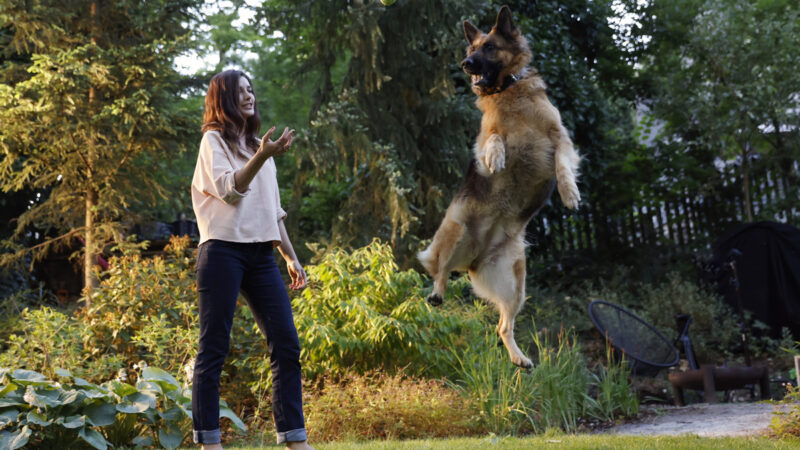 Obesidade compromete as articulações dos cães