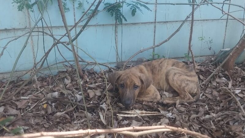 Em um mato, mas com cachorro e dengue: trocadilho à parte, o caso é grave