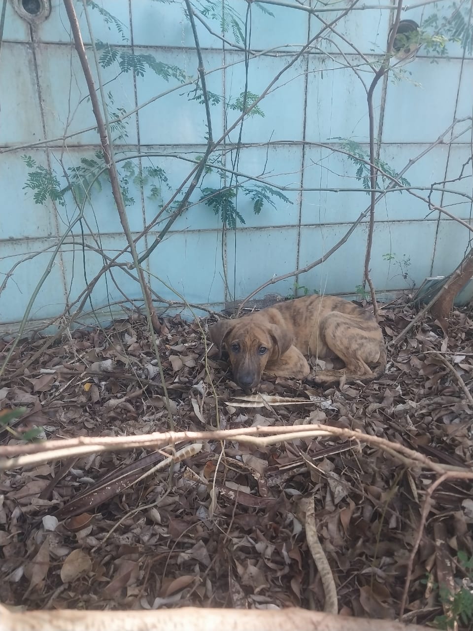 Em um mato, mas com cachorro e dengue: trocadilho à parte, o caso é grave