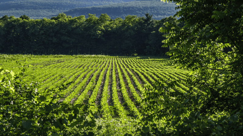 Agronegócio é parte da solução para mudanças climáticas