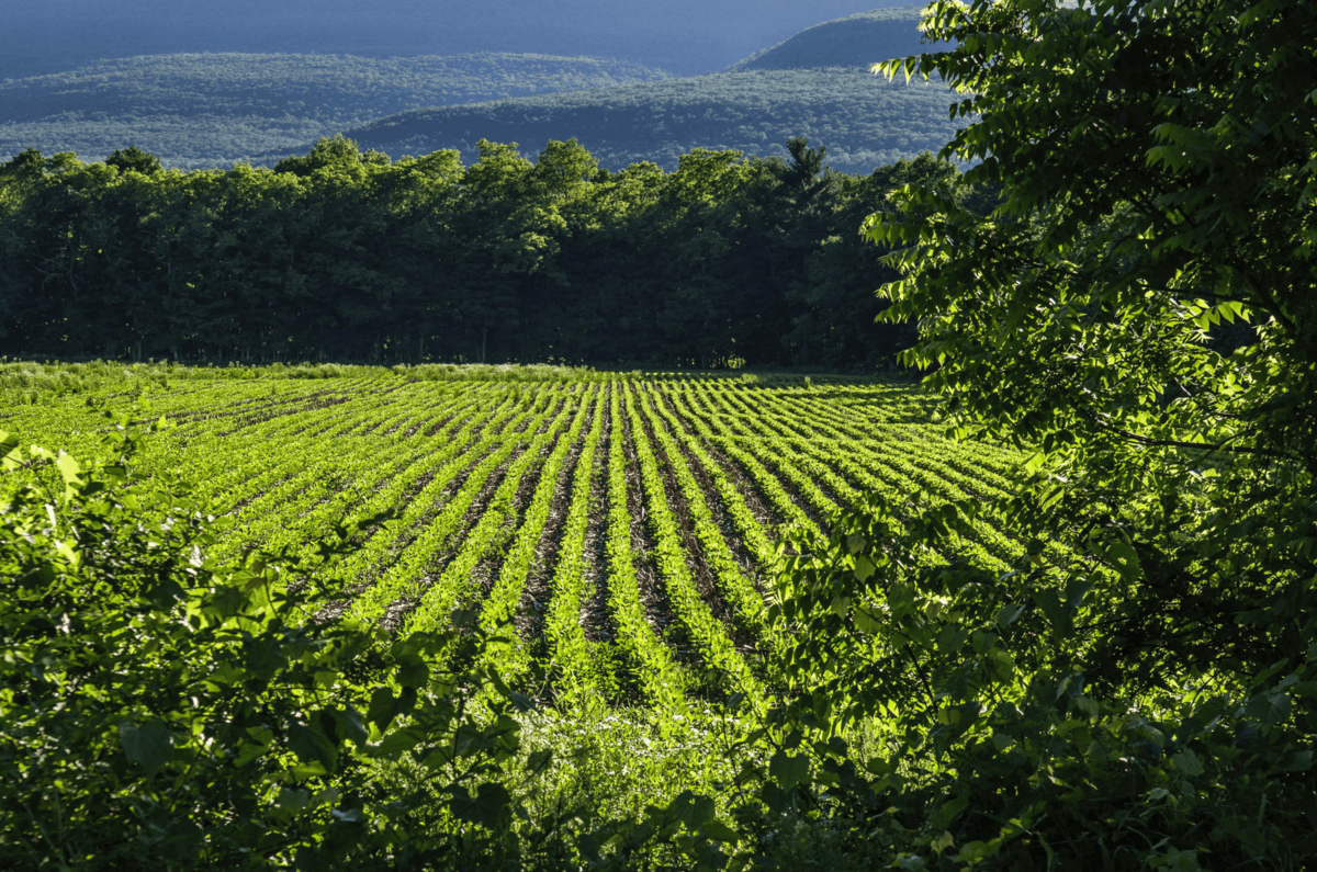 Agronegócio é parte da solução para mudanças climáticas