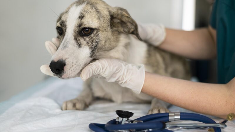 Diagnóstico molecular ganha espaço na medicina veterinária e ajuda no tratamento precoce de pets