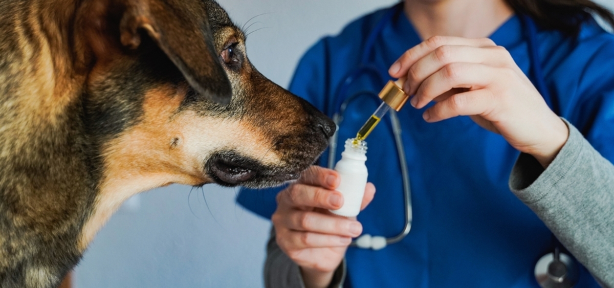 Curso capacita veterinários para prescrição de Cannabis