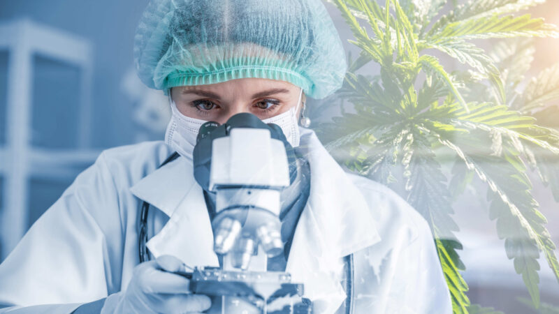 Acesso à Cannabis medicinal cresce e exige segurança