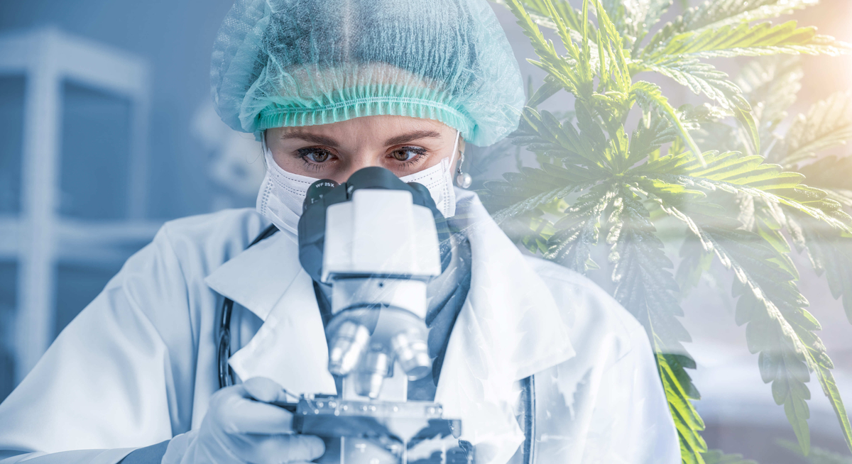 Acesso à Cannabis medicinal cresce e exige segurança