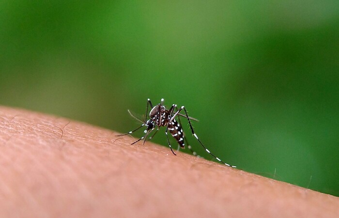 Estudo aponta que o Brasil poderá registrar até 1,8 milhão de casos prováveis de dengue até 2026