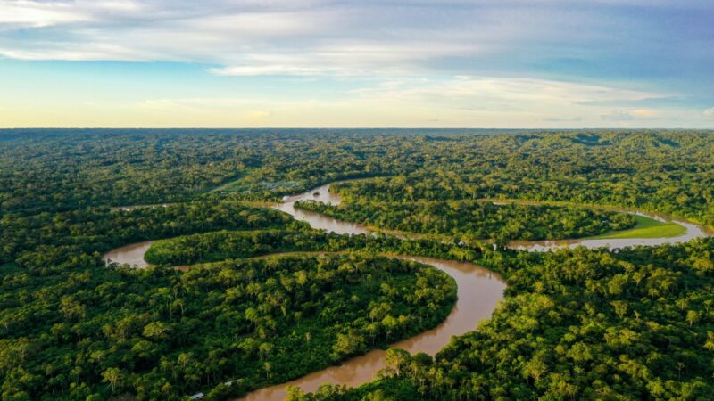 Cultivo da palma recupera áreas degradadas da Amazônia