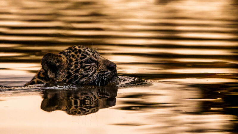 Fotografia fine art destaca conservação ambiental em revista