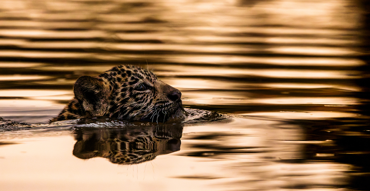 Fotografia fine art destaca conservação ambiental em revista