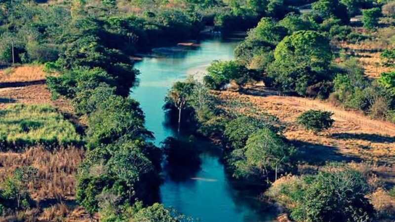 Dia do Cerrado é comemorado em 11 de setembro