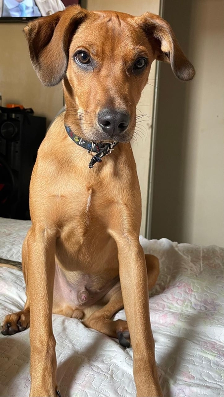 Falha em entrega leva à morte de cachorro