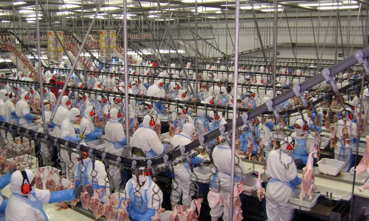 Paraná bate recordes na produção de frango e ovos e assume protagonismo global em meio à crise da gripe aviária, aponta pesquisa 