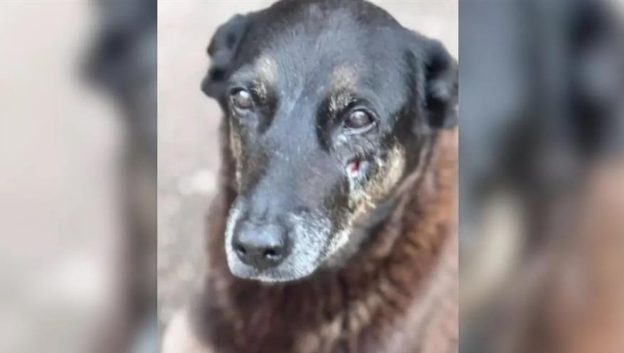 Delegado Jacovós cobra punição exemplar após caso de extrema crueldade contra animal