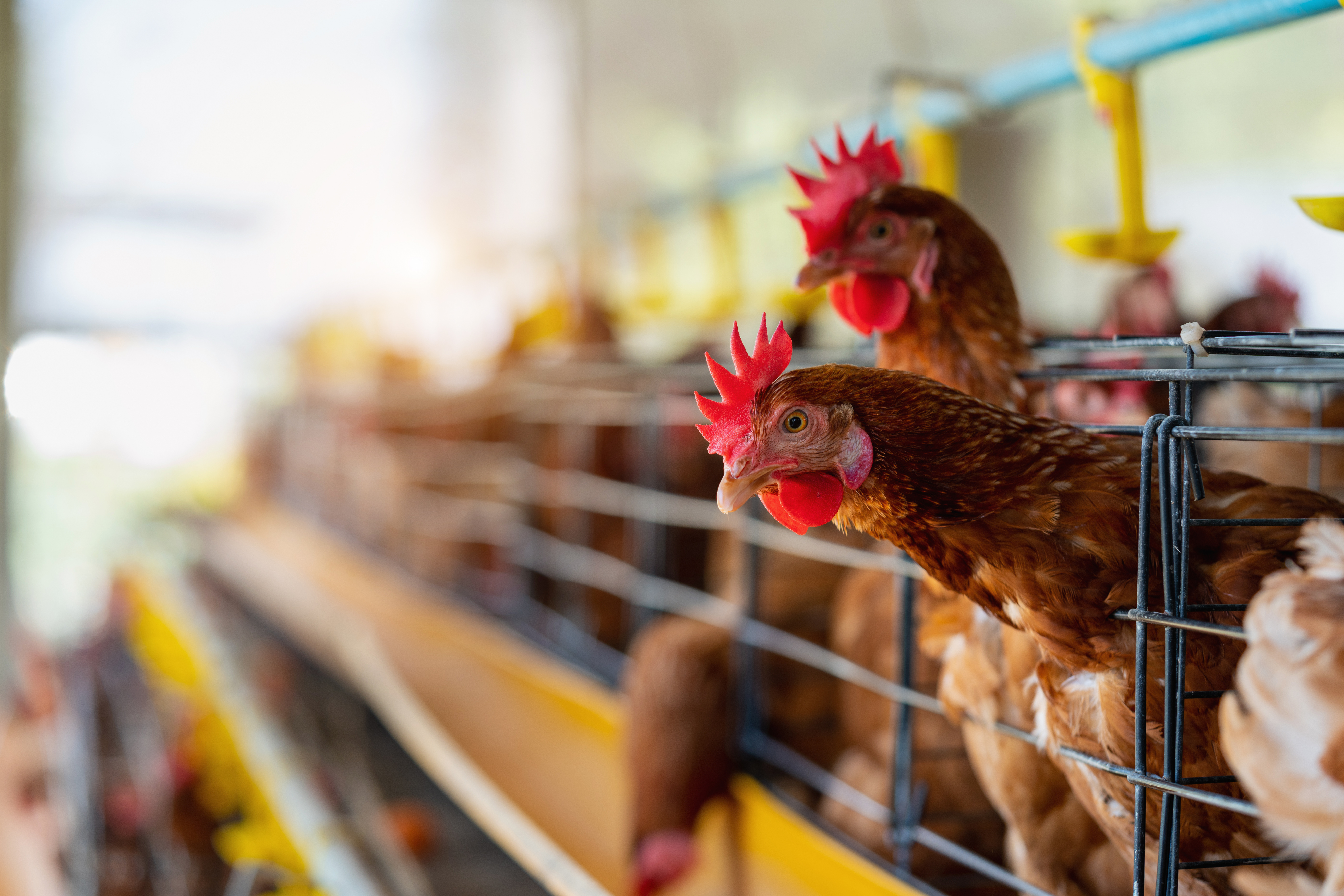 Depois da gripe aviária, diagnóstico molecular vira aliado permanente da sanidade animal
